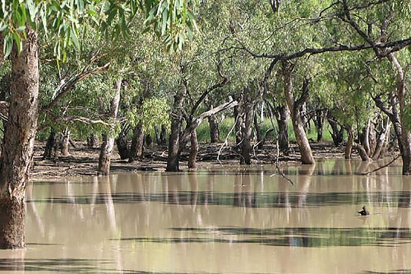 Culgoa National Park